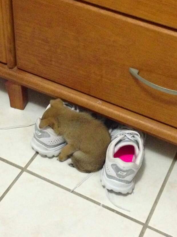 Милота дня! Спим где хотим!)))