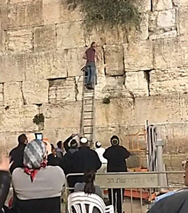 Религиоведы напомнили о сказанном в книге Торы, что апокалипсис наступит, когда «на священной стене голуби перестанут быть в безопасности». 