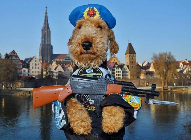 Собачки - сепаратисты вежливые люди, дрессировка, животные, конфликт, ополченцы, перемога, сепаратисты, собачки, украина, фас