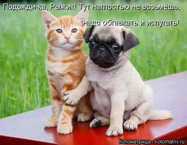 Лучшие котоматрицы недели