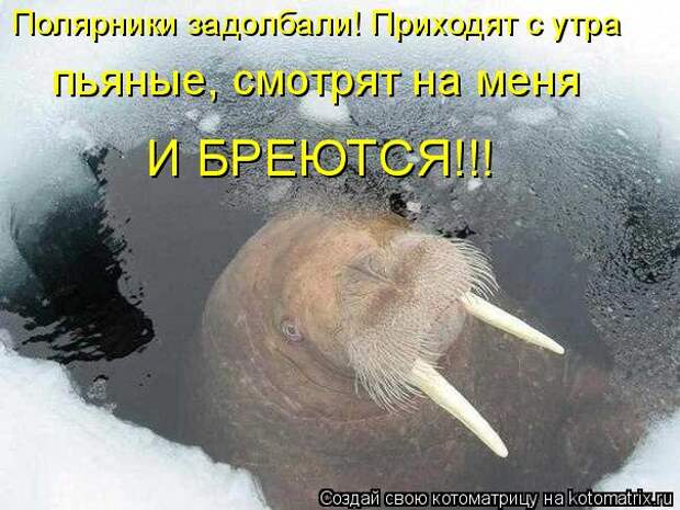 Котоматрица - Полярники задолбали! Приходят с утра  пьяные, смотрят на меня И БРЕЮТС