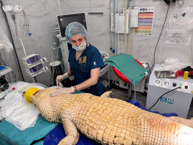 Рязанские ветеринары прооперировали циркового крокодила Люсьен