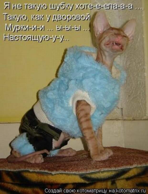 Лучшие котоматрицы недели (16 фото)