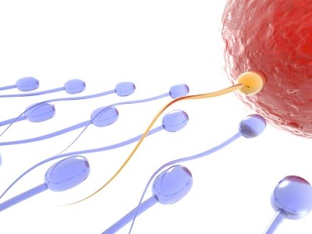 Sperm