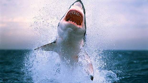 Самые опасные животные для человека Большая белая акула (Carcharodon carcharias), фото рыбы картинка