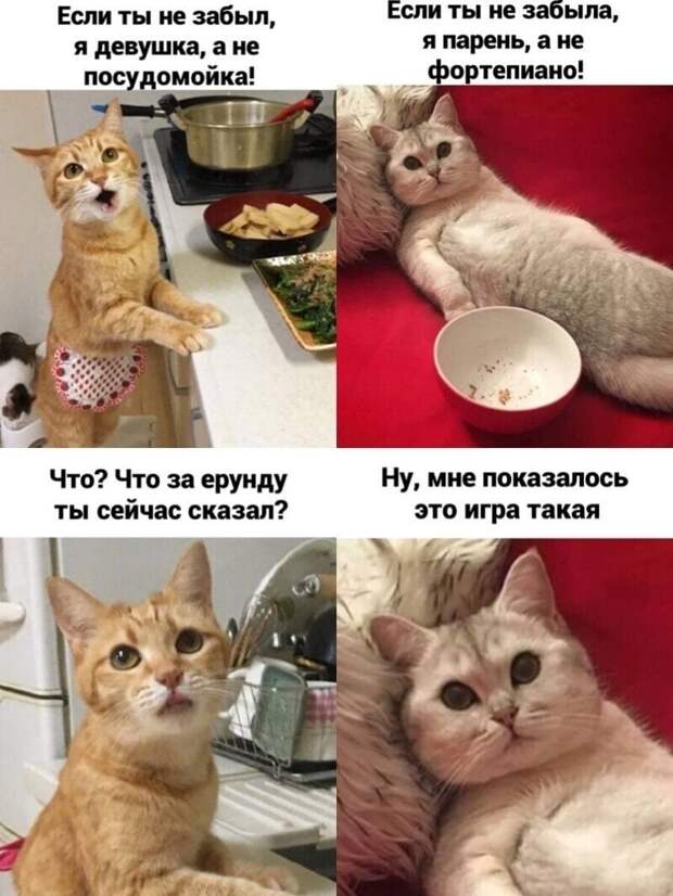 Самые удачные котомемы Рунета Самые удачные котомемы Рунета