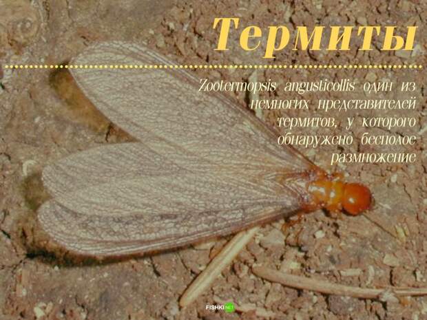 Мужики не нужны: 10 примеров из живой природы Зачатие, без самцов, живая природа, партеногенез, потомство
