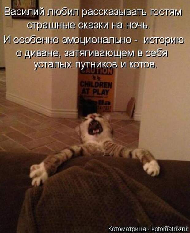 Лучшие котоматрицы недели (50 фото)