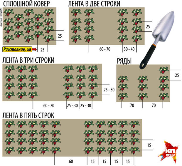 Дмитрий ПОЛУХИН