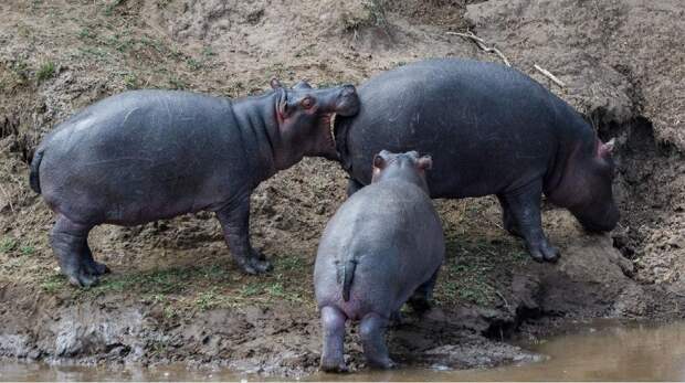 Самые смешные фото бегемотов за всю историю комичного конкурса Nikon Comedy Wildlife Awards