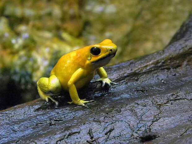 Самые ядовитые лягушки животные в мире Ужасный листолаз (Phyllobates terribilis), фото земноводные фотография