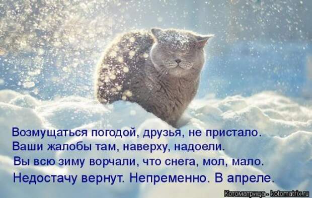 Новая котоматрица для всех (33 фото)