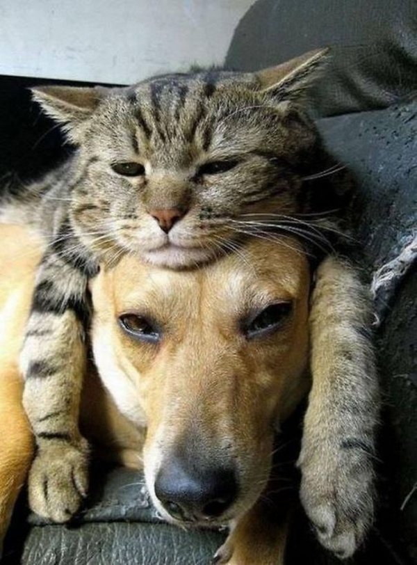 Кот на собаке Кот на собаке