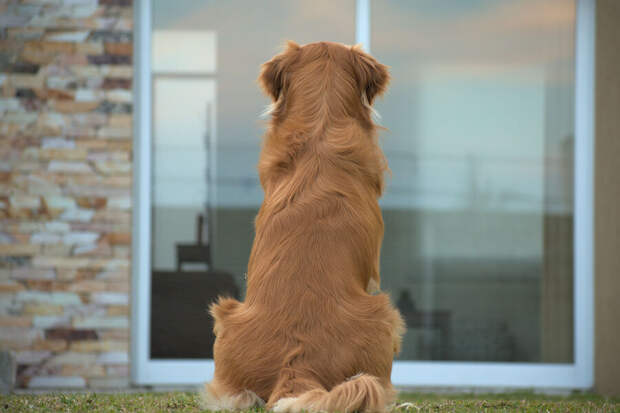 Жительница Москвы выкинула из окна 7-го этажа собаку и объяснила все нервным срывом