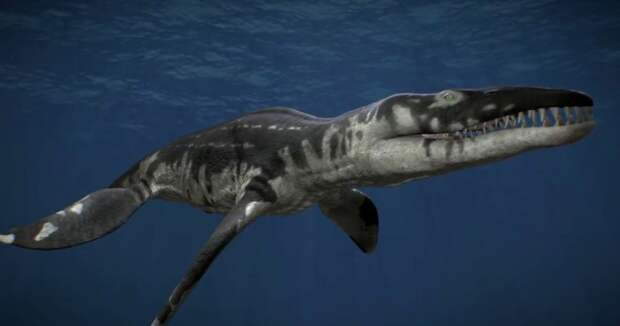 В Курском музее археологии покажут хищников, обитавших в «Курском море» миллионы лет назад