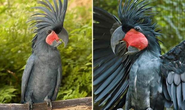 Черный какаду - Интересные факты о попугаях
