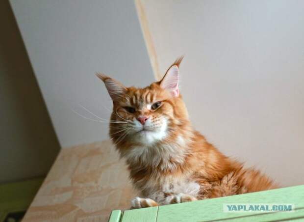 Как отучить кота мешать спать.