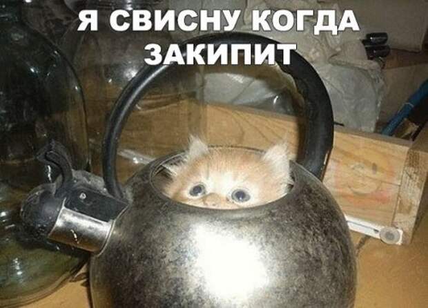 Прикольные фотомемы для хорошего настроения (35 шт)