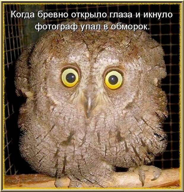 ГЛАЗА  В  ГЛАЗА!!!...   Улыбнитесь!!! :)
