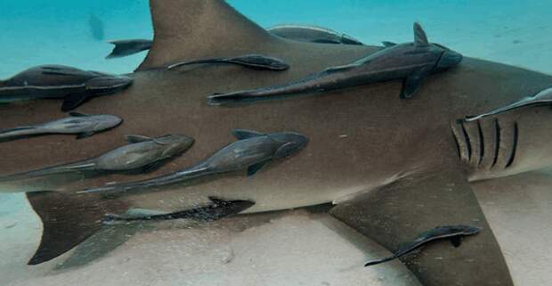 remora11