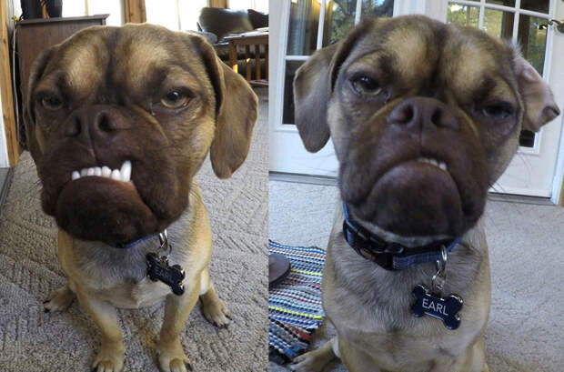 Лицо попроще: животные отличающиеся удивительной внешностью Лицо попроще: животные отличающиеся удивительной внешностью животные, история, факты