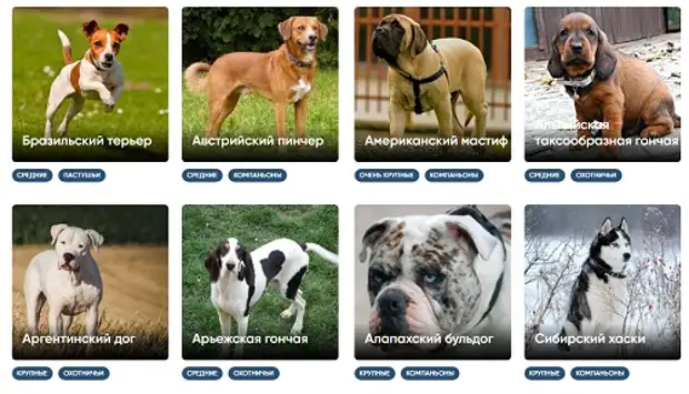 Рейтинг собак 2023. Самые популярные породы собак в России. Популярные породы собак в России 2021. Самые популярные породы собак в России 2020. Список самых популярных собак в мире.