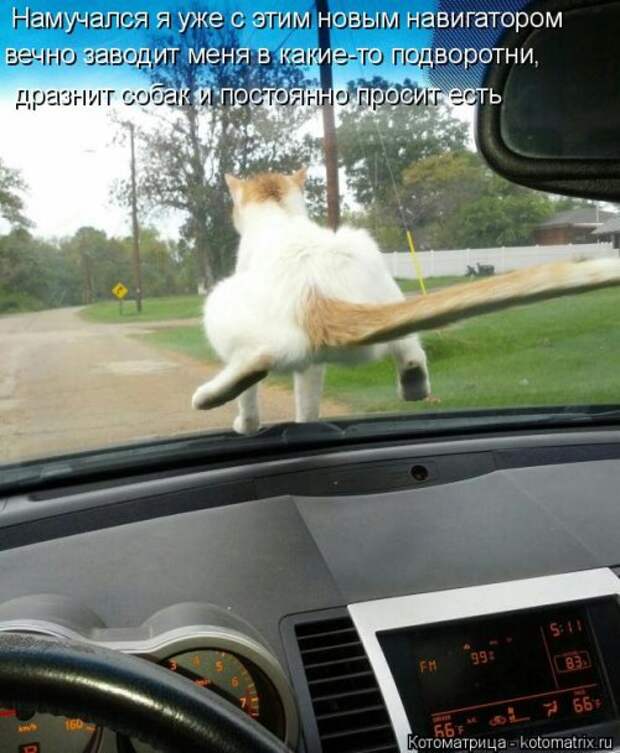 Котоматрица на Бугаге (30 фото)