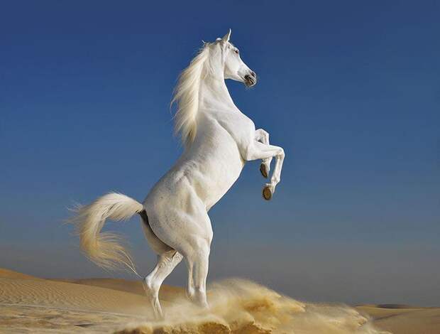 Horsei 30 Грация прекрасных лошадей в фотопроекте Equus