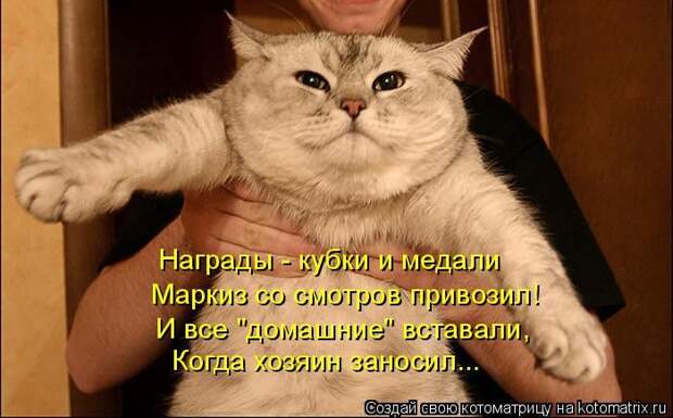 Лучшие котоматрицы недели (50 фото)
