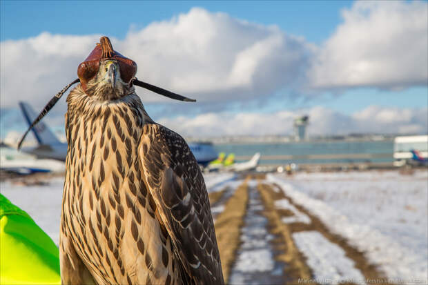 DME birds