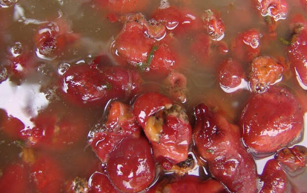 Pyura chilensis — «кровоточащий камень» с морского дна