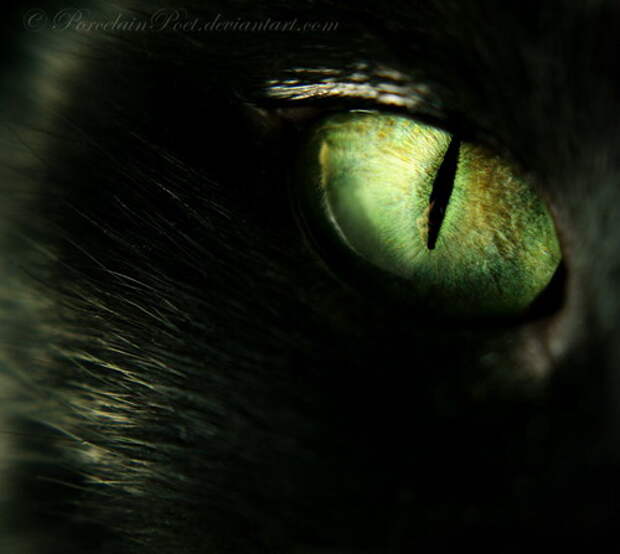 Глаза кошек фото 2