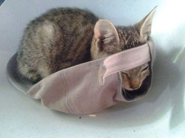 Коты и кошки, которые могут заснуть где угодно