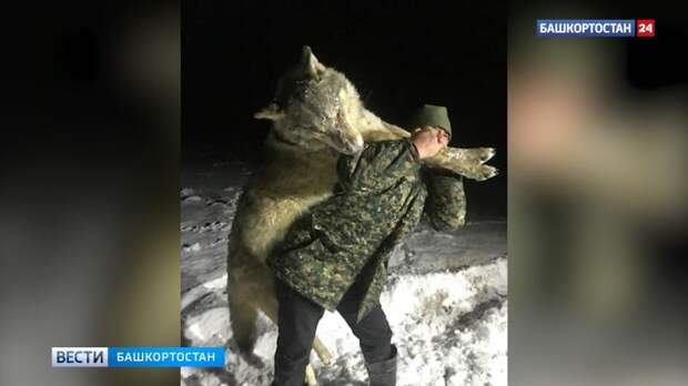 В Башкирии жители застрелили огромного волка