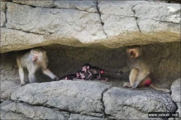 funny_animals_036
