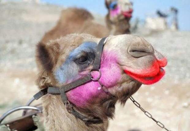 В Саудовской Аравии верблюдов на конкурсе красоты дисквалифицировали из-за ботокса