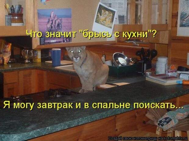 Лучшие котоматрицы - прикольные картинки Лучшие котоматрицы - прикольные картинки