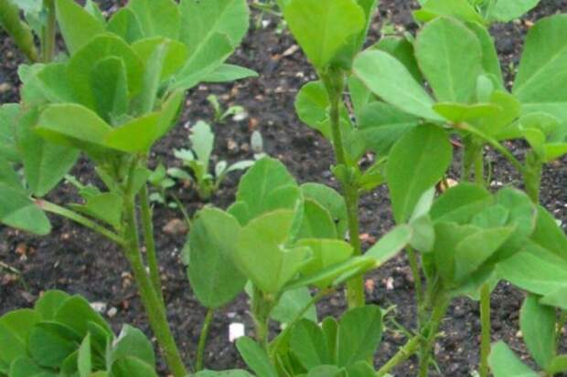 Не просто специя: почему пажитник заслуживает места на вашей кухне