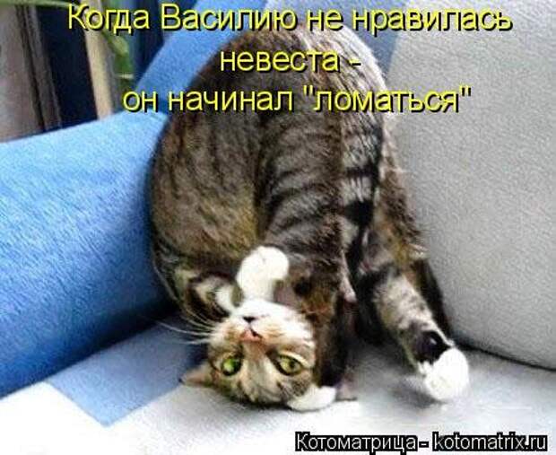 Котоматрица на Бугаге (37 фото)