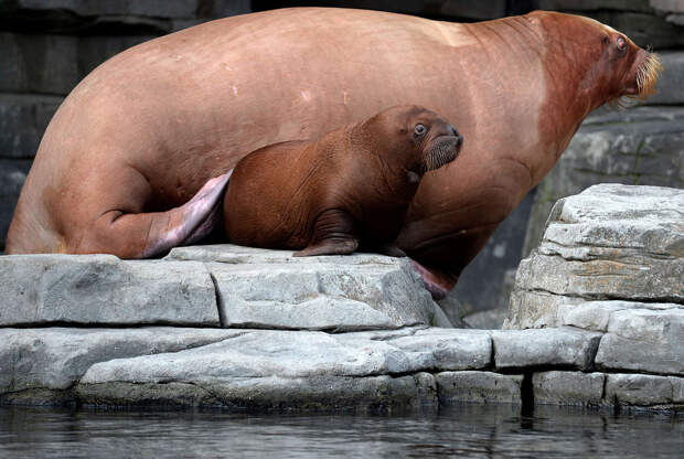 Маленький морж по имени Топ рядом сос воей матерью, которую зовут Дина, в зоопарке Гамбурга, Германия, 1 октября 2014 г. (Fabian Bimmer/Reuters)