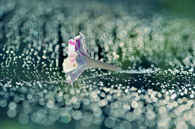 Трогательная хрупкость цветов в фотографиях Ляфуге Логос