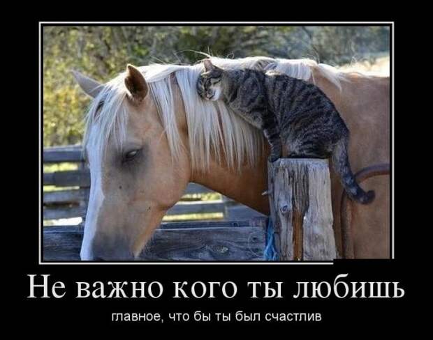 Позитивные демотиваторы демотиваторы, юмор