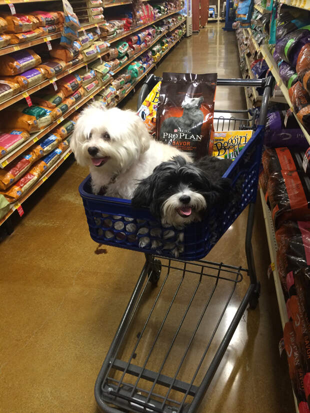 Chloe and Stella enjoying a trip to Petsmart
