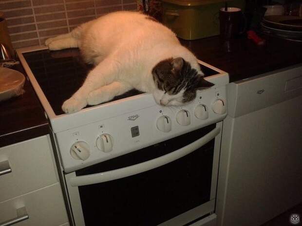 Домашние питомцы в уюте 9