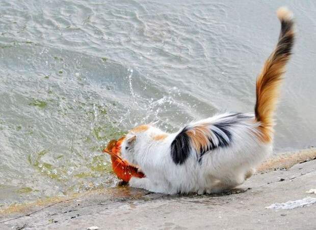 Как кот поймал золотую рыбку золотая рыбка, кот