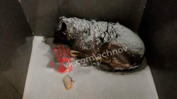 Собака / Фото: https://vk.com/achnov