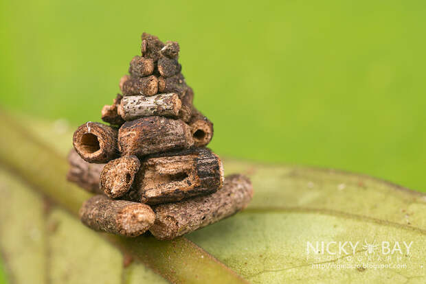 Bagworm moth larva (Psychidae) - DSC_9549