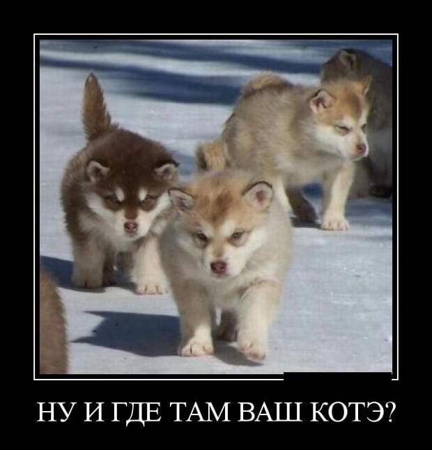 Демотиваторы демотиваторы, прикол, смех, юмор