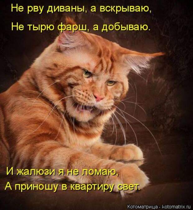 Котоматрица для хорошего настроения (35 фото)