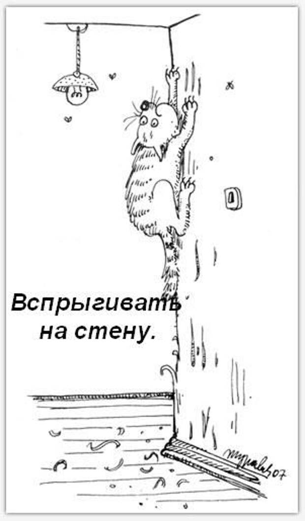 Обязанности кота по дому!